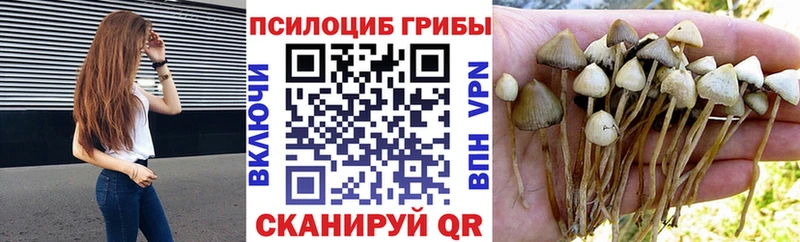 Галлюциногенные грибы Psilocybine cubensis  Мценск 